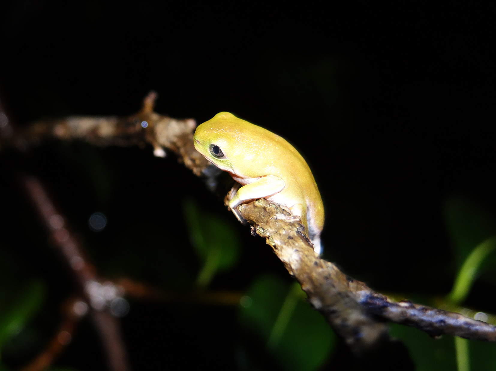 Pithecopus gonzagai 04